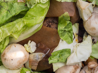 biomass with salat and mushrooms