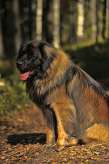 leonberger