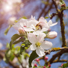 Bee on a flower of the white plum blossoms
