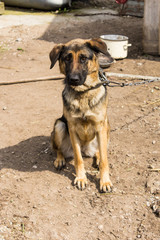 Three-month puppy tethered chain. Night watchman in a rustic farm.