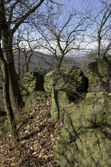 Fototapeta premium spring landscape with forest and road