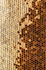 Ambrosia. Honeycombs With Honey. Winter Forage For Bees. Texture, Background Series.