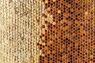 Ambrosia. Honeycombs With Honey. Winter Forage For Bees. Close-Up. Macro. Texture, Background Series.