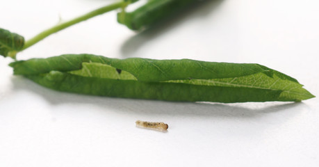 Rose leaf-rolling sawfly /  Blennocampa phyllocolpa © 7monarda