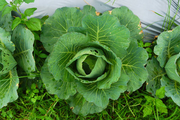 cabbage
