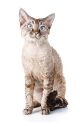 nice gray devon rex cat