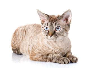 gray devon rex cat with big ears on white background