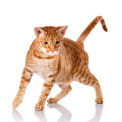 Obraz premium Ocicat cat on a white background.