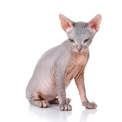 sphinx cat on white background