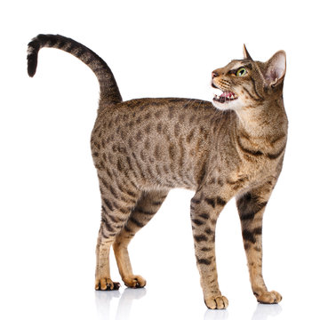 ocicat male cat