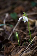 The little white snowdrops growing in early spring