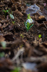 The little white snowdrops growing in early spring