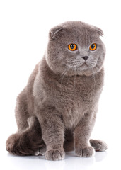 British Shorthair cat portrait on white