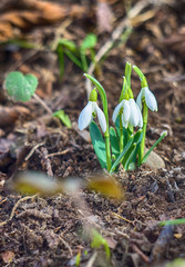 The little white snowdrops growing in early spring