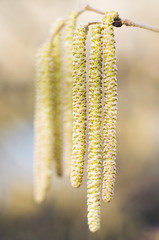 Fototapeta premium Spring branch with earrings starting in spring