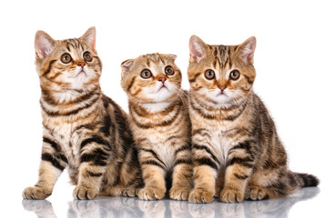 three Scottish kittens sitting, isolated on white
