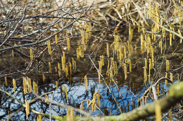Spring branch with earrings starting in spring
