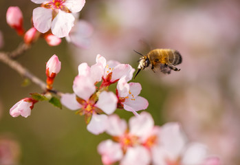 preparing bee pollinate a flower cherry blossom