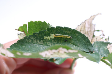 Allantus cinctus - leaf-eating caterpillars