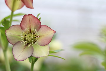 Obraz premium plants