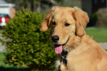 Golden Retriever near bush