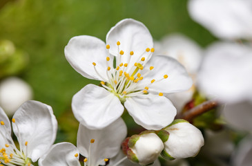 Naklejka na ściany i meble white flowers of cherry blossom