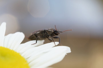Bokeh insect. 