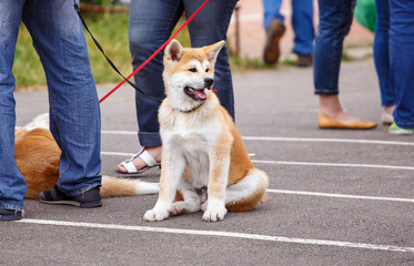 Akita dog on dog show sits