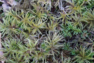 Tree Moss