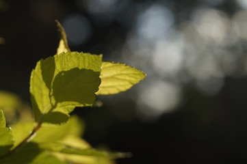 Bokeh leaf. 