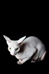Sphynx cat on black background