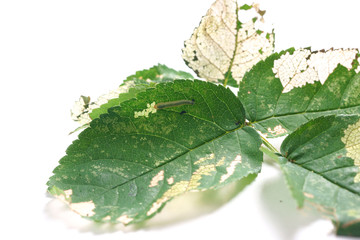 Allantus cinctus - leaf-eating caterpillars