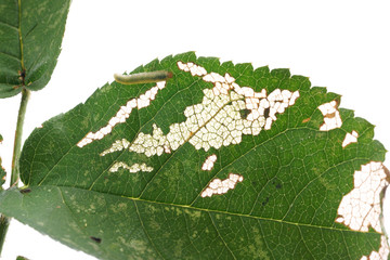 Allantus cinctus - leaf-eating caterpillars - obrazy, fototapety, plakaty