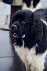 Fototapeta premium Newfoundland dog breed diver