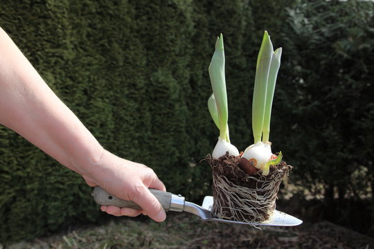 Tulpen mit Tulpenzwiebel und Stengel auf einer Pflanzschaufel beim Umpflanzen in den Garten