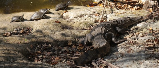 Turtles basking in the sun with their pal the crocodile.