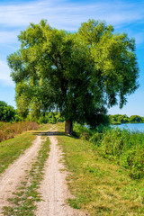 Photo of willow tree near beautiful blue lake with road