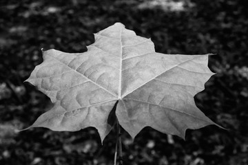 Photo of the maple leaf in a green forest black and white