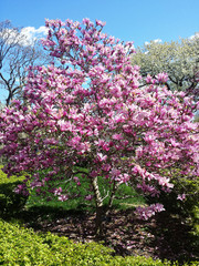 Fleurs de magnolia sur un arbre contre le ciel