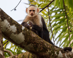Capuchin Monkey with a Bird Egg in Jungle