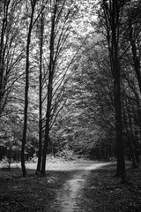 Photo of an old trees with road in a green forest black and white