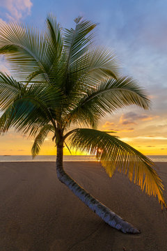Palm tree in front of the setting sun on the beach