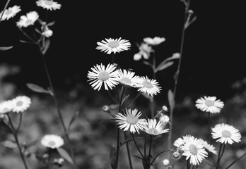 Photo of the white daisies on green background black and white