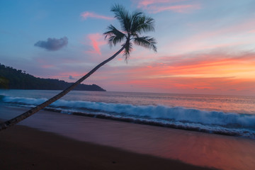 Blue sky with pink sunset and palm tree as waves roll in