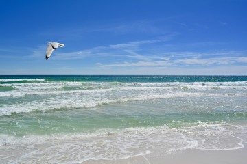 Gulf Coast Gull