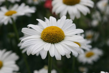 chamomile