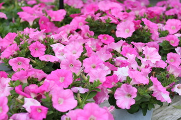 Fototapeta premium wave petunia