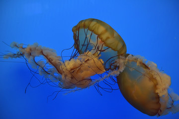 Jellyfishes in aquarium