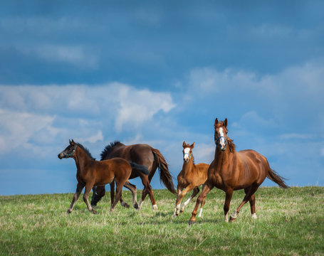 Herd of horses walks in field. Two mares with foals on pasture. © Kseniya Abramova