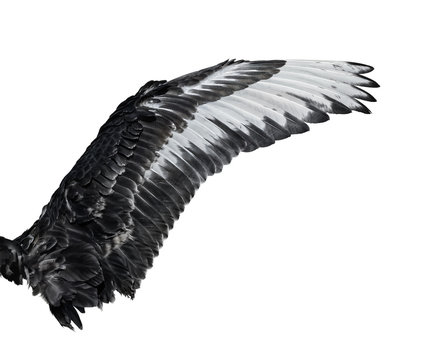 Wing of young black swan. Isolated on white background.